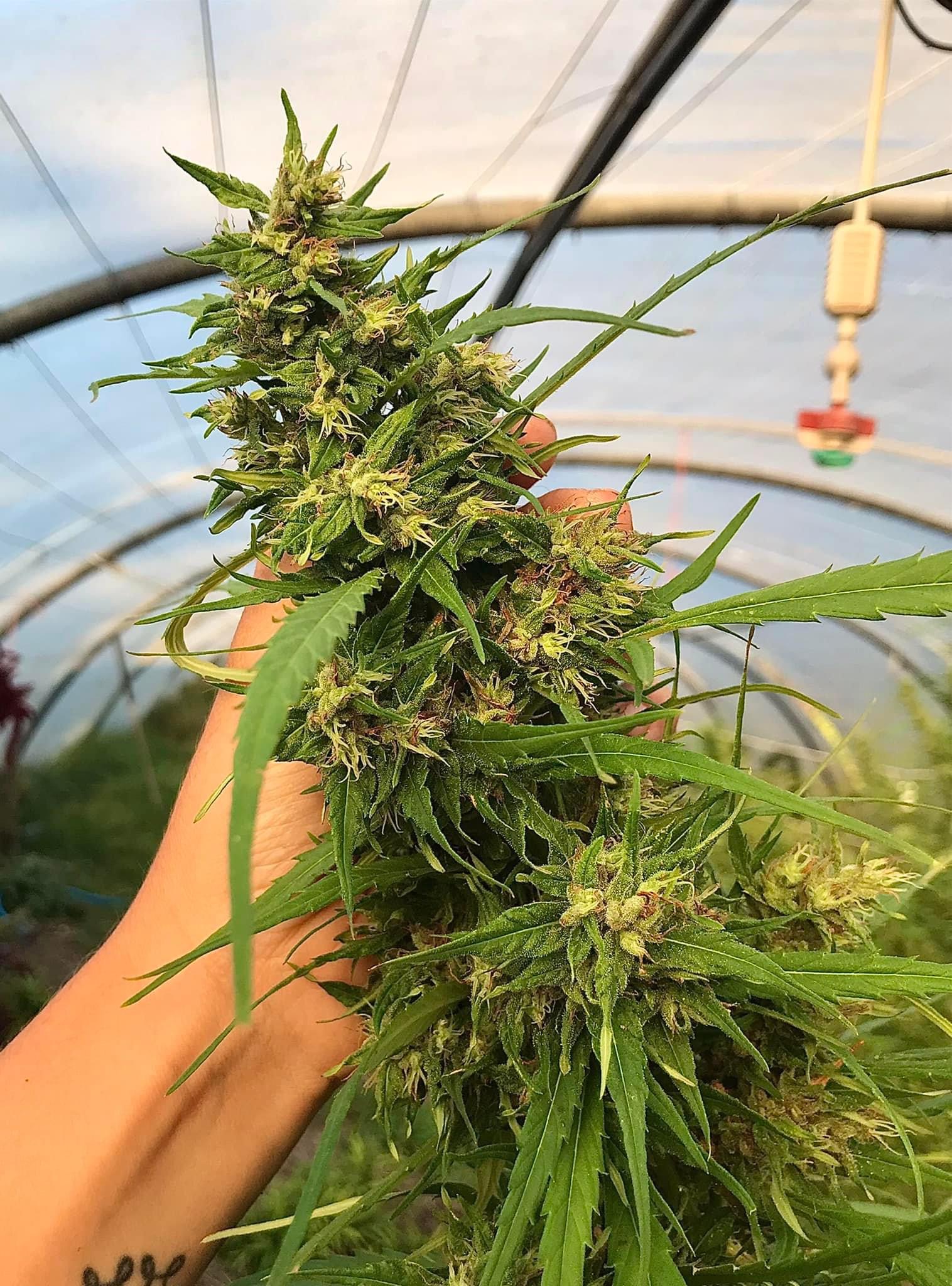 Kompolti – Image 4