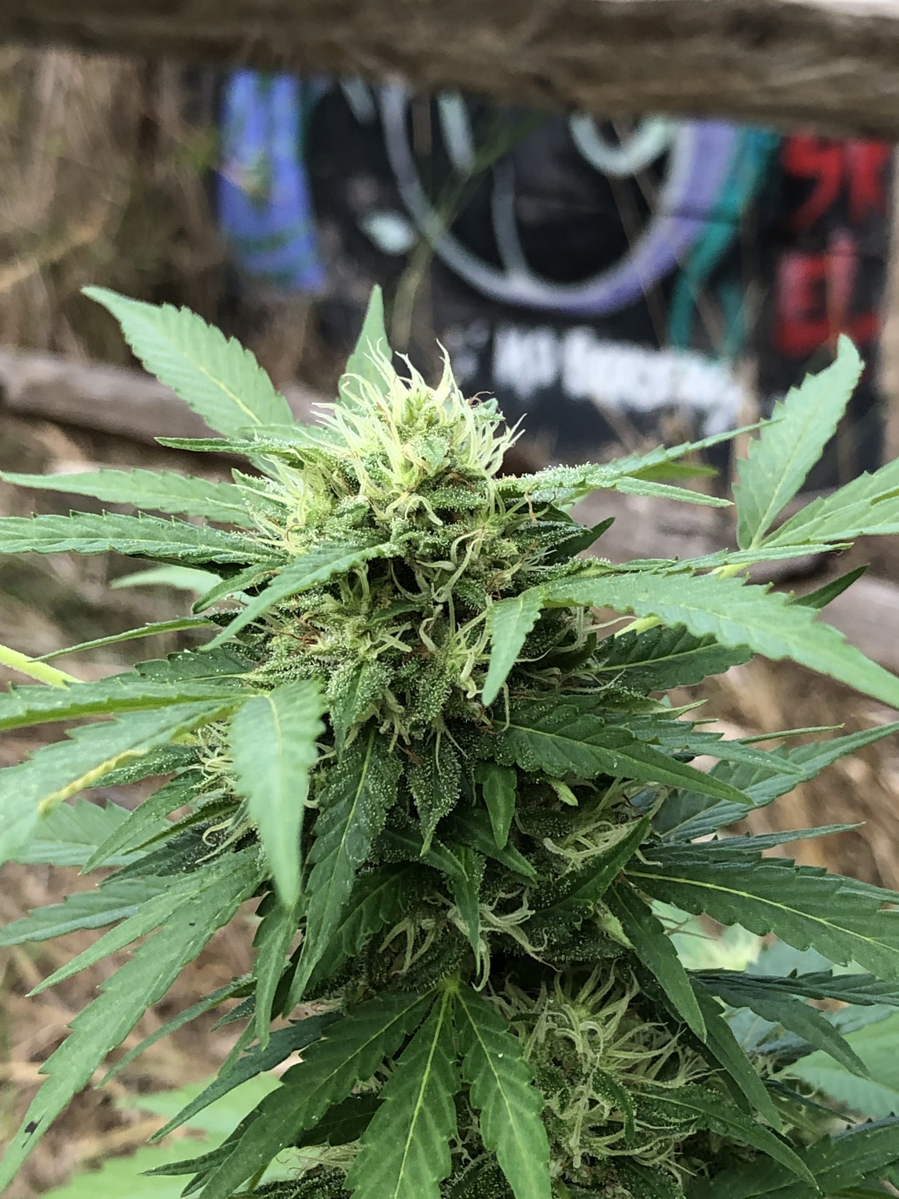 Chemberry – Image 2