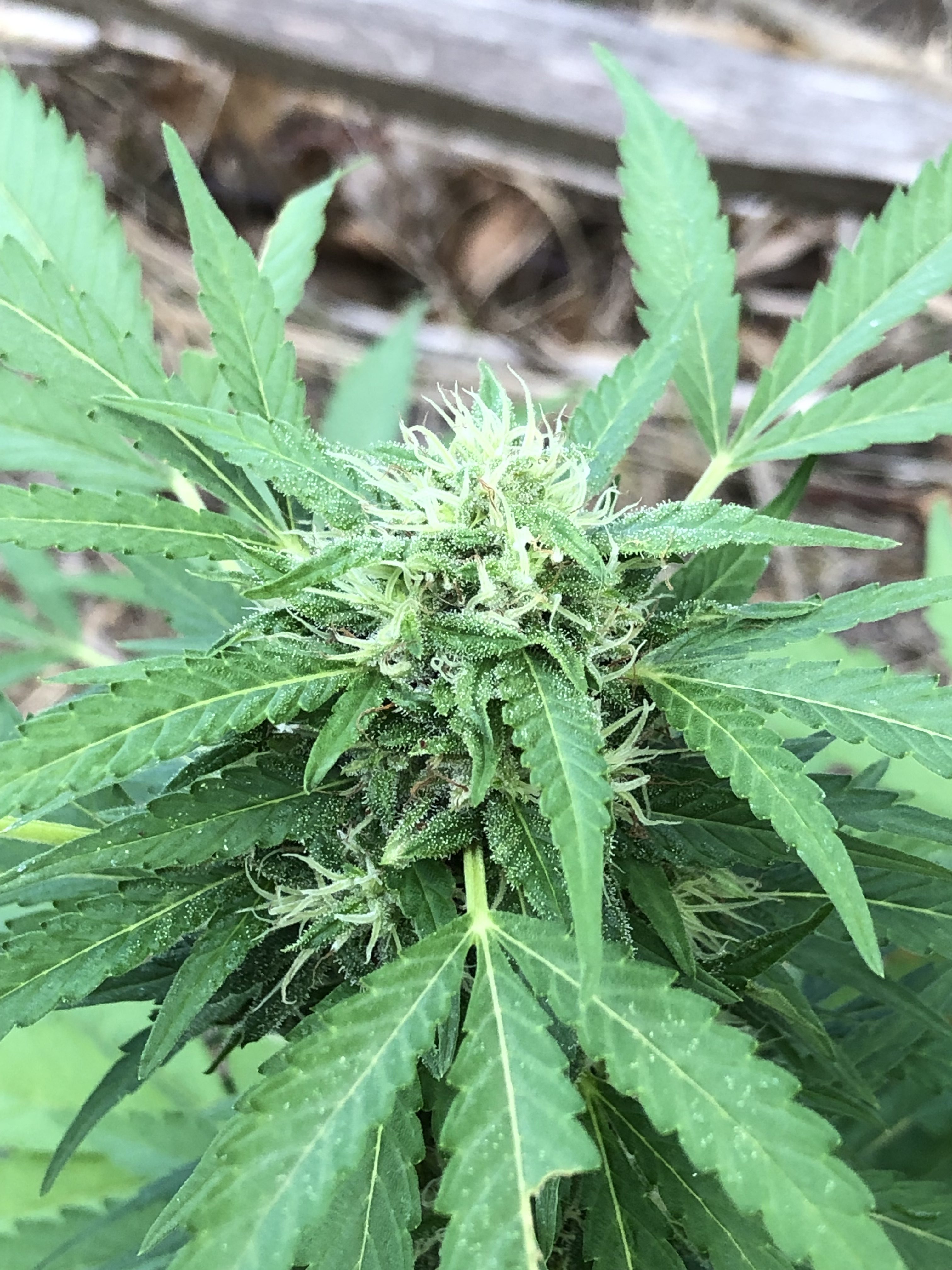 Chemberry – Image 3