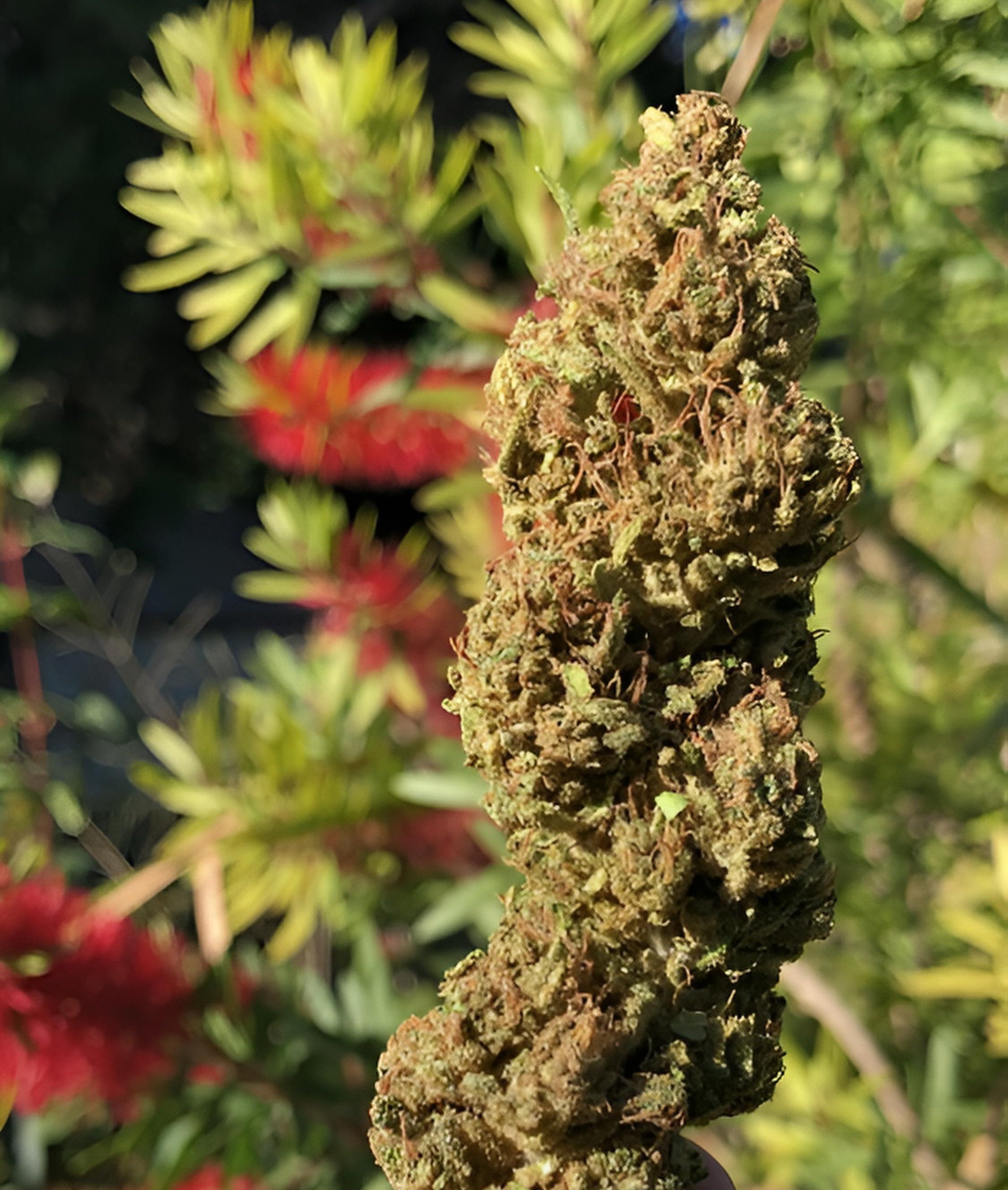 Kompolti – Image 2